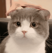 -4270638b68c8f6ed.gif